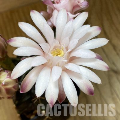 SH11544 Gymnocalycium mihanovichii ‘Black Widow’, seedling