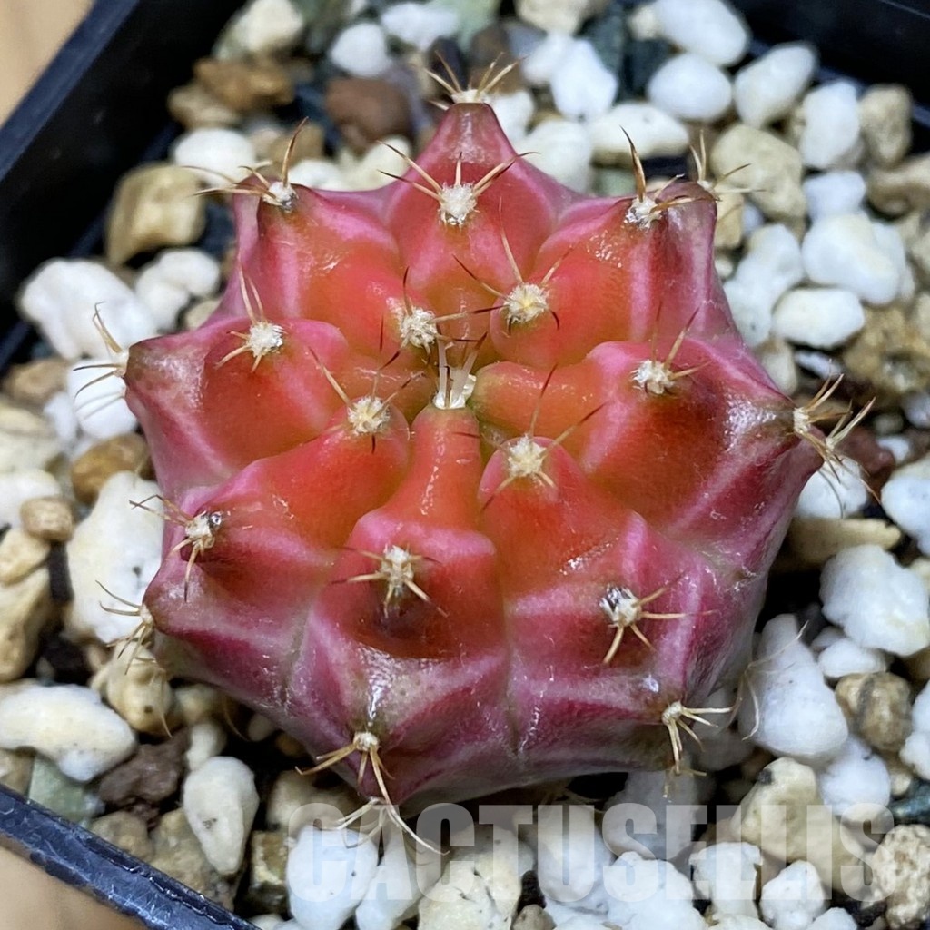 SH24712 Gymnocalycium mihanovichii ‘Neon’ hybrid