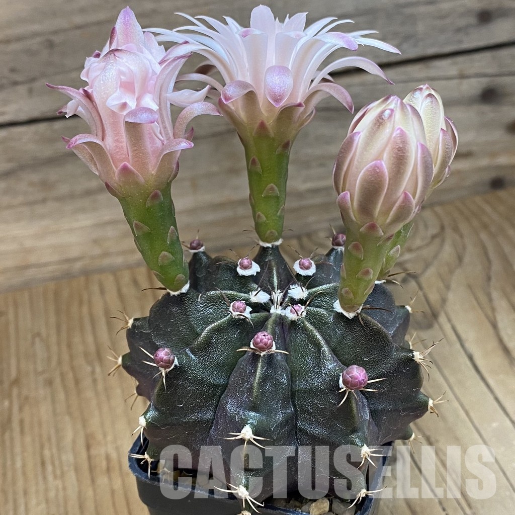 SH11544 Gymnocalycium mihanovichii ‘Black Widow’, seedling - Image 2