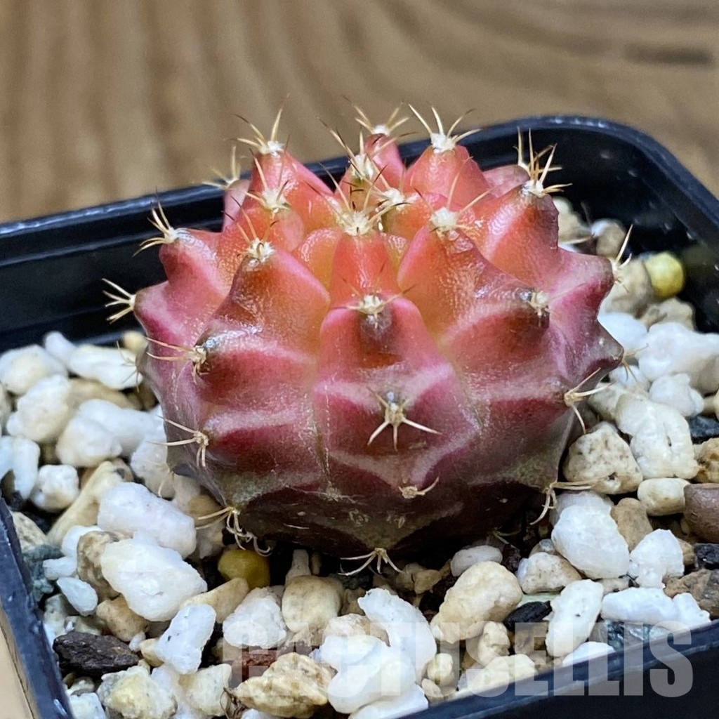 SH24712 Gymnocalycium mihanovichii ‘Neon’ hybrid - Image 2