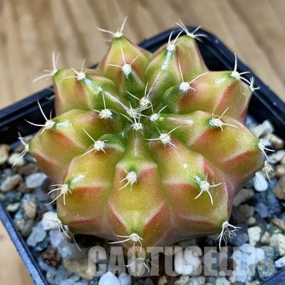 SH24776 Gymnocalycium mihanovichii ‘Neon’ hybrid