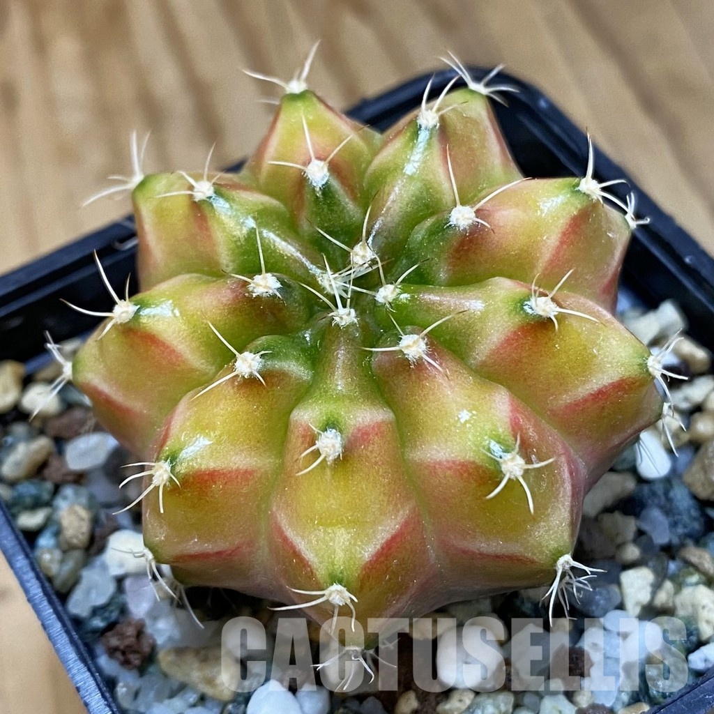 SH24776 Gymnocalycium mihanovichii ‘Neon’ hybrid