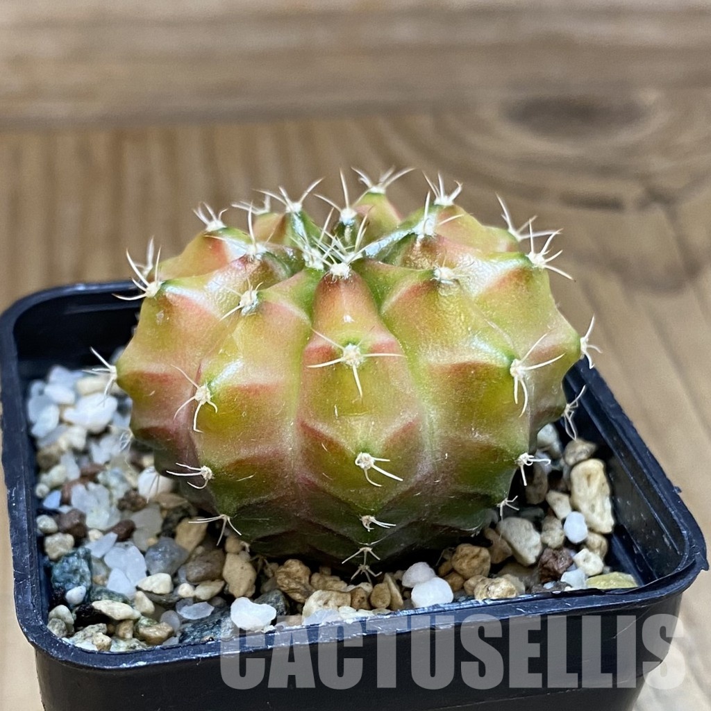 SH24776 Gymnocalycium mihanovichii ‘Neon’ hybrid - Image 2