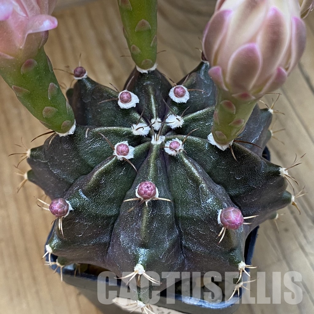 SH11544 Gymnocalycium mihanovichii ‘Black Widow’, seedling - Image 3