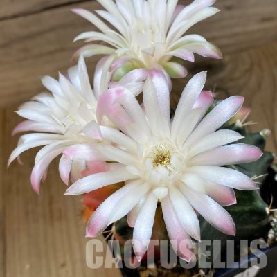 SH25173 Gymnocalycium mihanovichii f. variegata, seedling