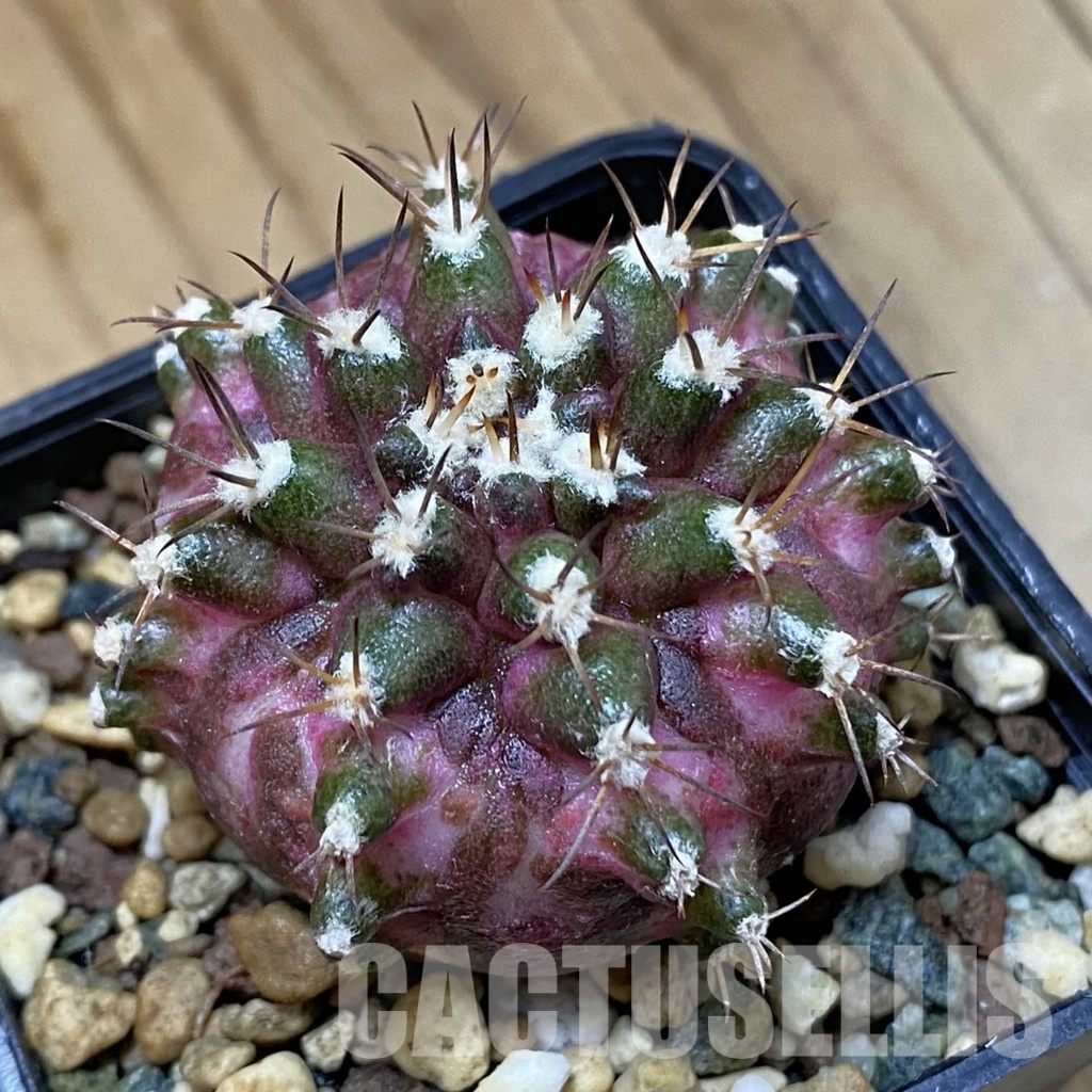 SH25354 Gymnocalycium mihanovichii ‘T-Rex’