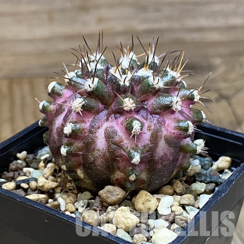 SH25354 Gymnocalycium mihanovichii ‘T-Rex’ - Image 2