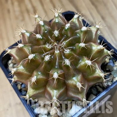 SH25715 Gymnocalycium mihanovichii ‘Neon’ hybrid, seedling