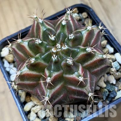 SH26943 Gymnocalycium mihanovichii ‘Neon’ hybrid, seedling