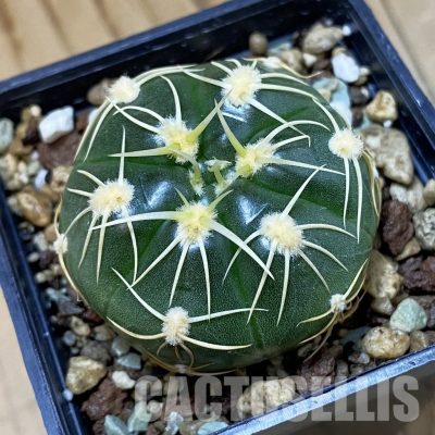 SH27043 Gymnocalycium uruguayense v. roseiflorum VG458