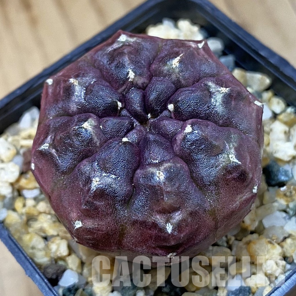 SH28693 Gymnocalycium mihanovichii 'Day Dream'