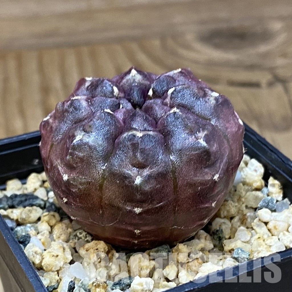SH28693 Gymnocalycium mihanovichii 'Day Dream' - Image 2