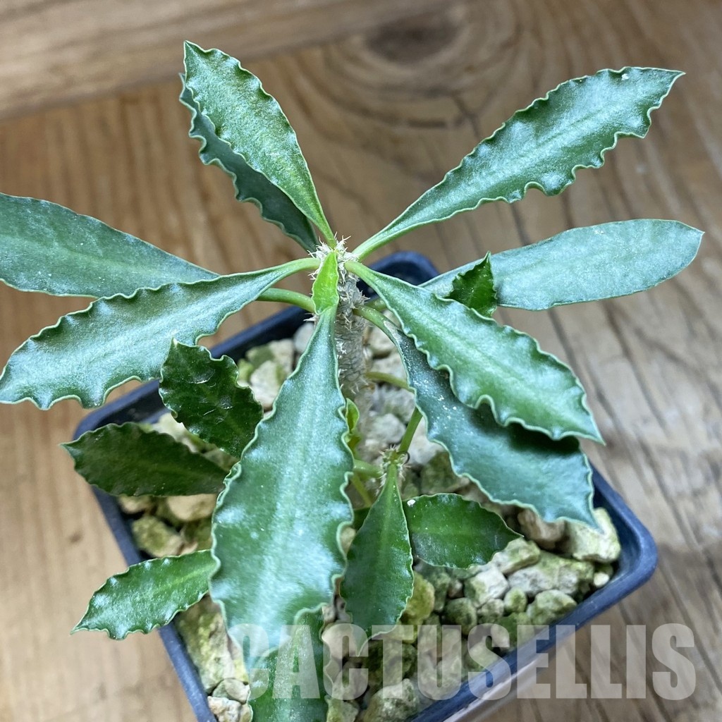 SH33707 Euphorbia cap-saintemariensis