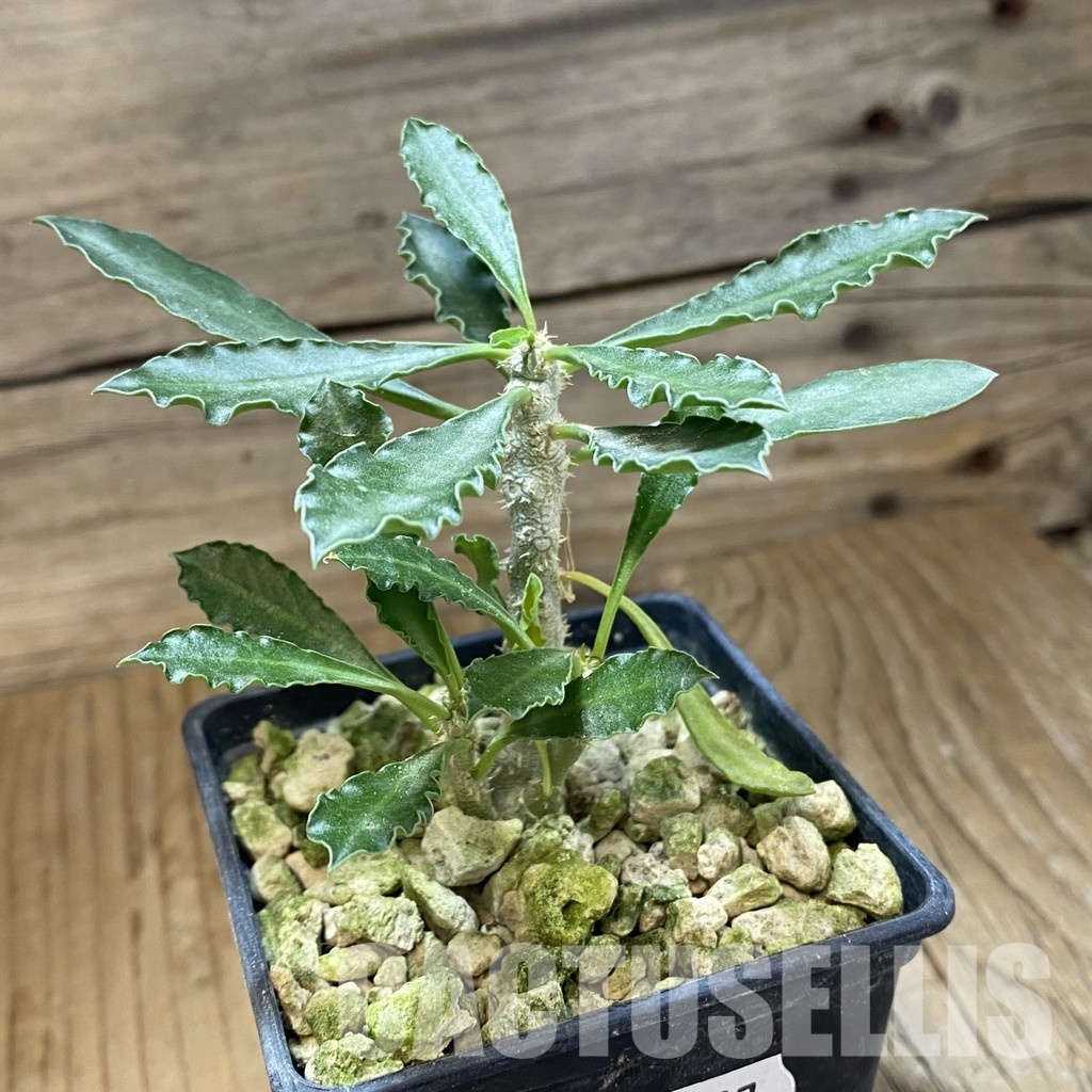 SH33707 Euphorbia cap-saintemariensis - Image 2