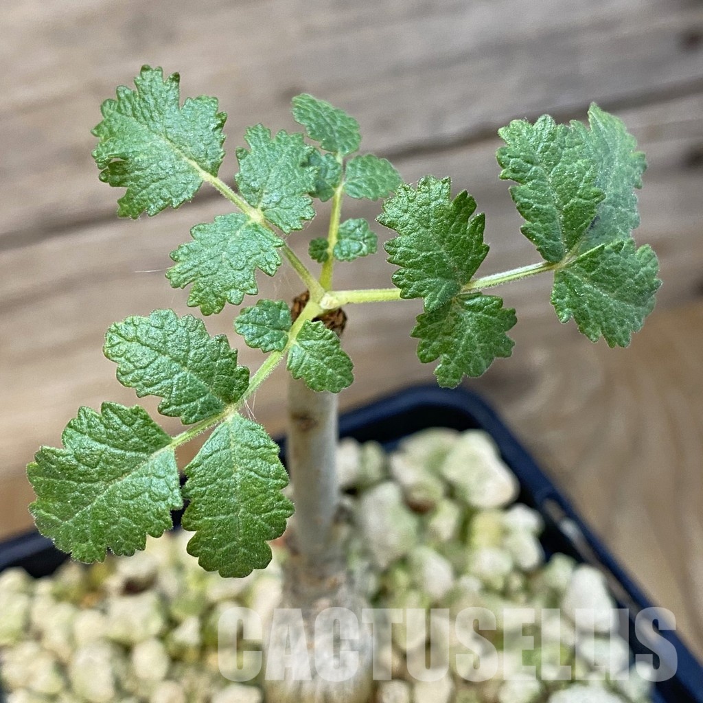SH33710 Boswellia bullata