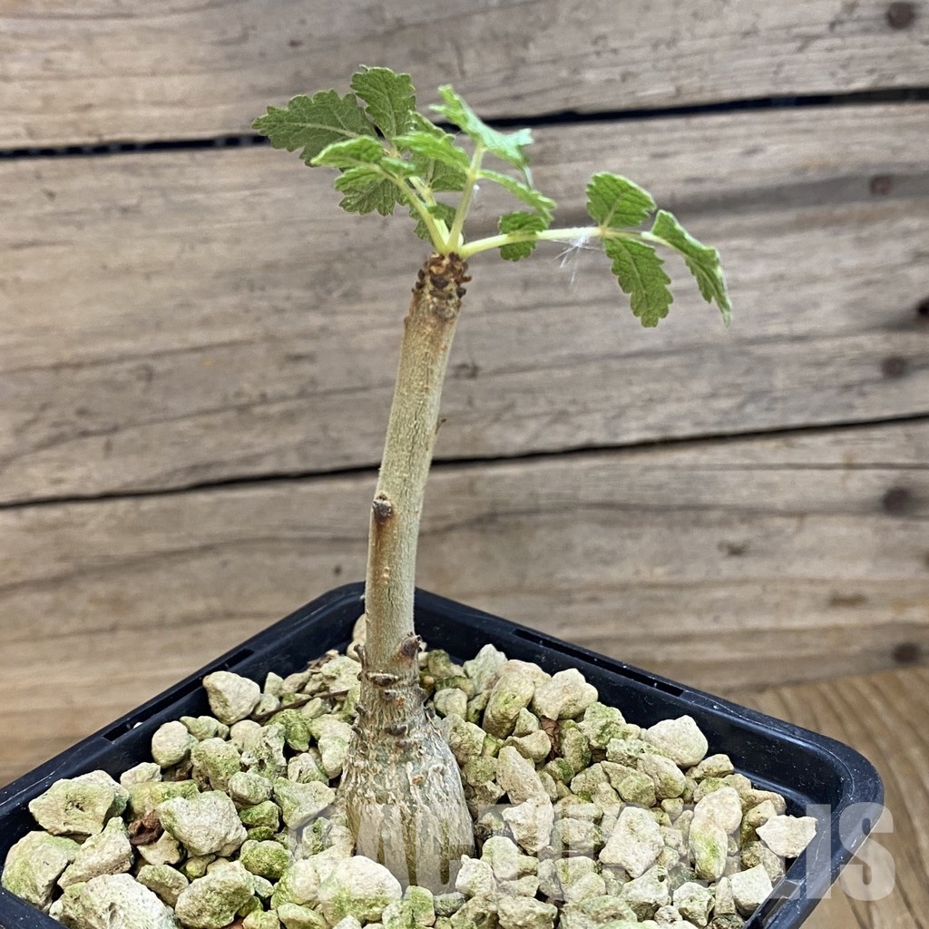 SH33710 Boswellia bullata - Image 2