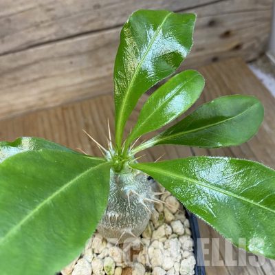 SH33714 Pachypodium saundersii