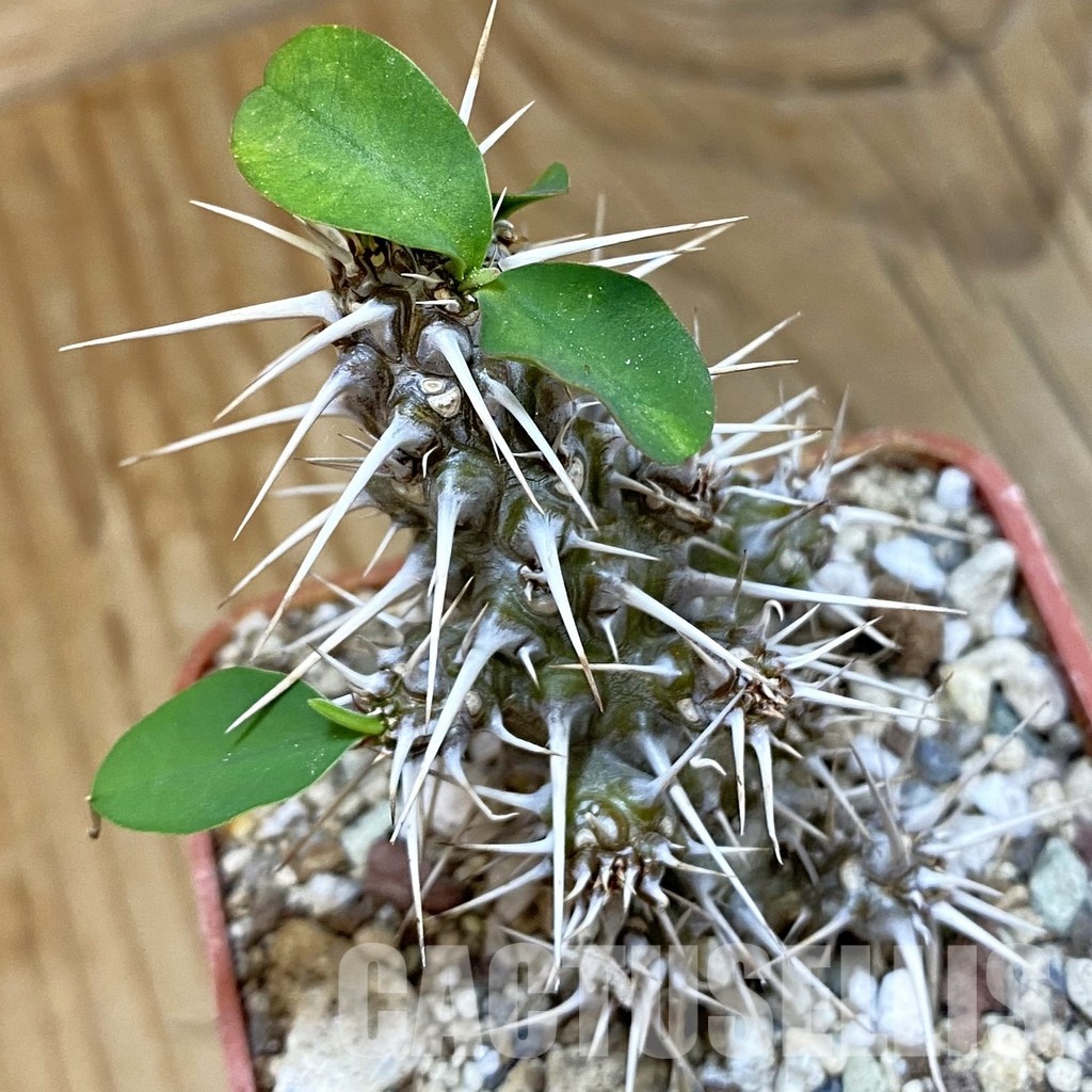 SH33723 Euphorbia delphinensis