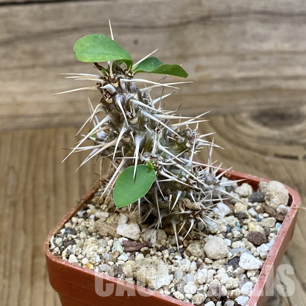 SH33723 Euphorbia delphinensis - Image 2