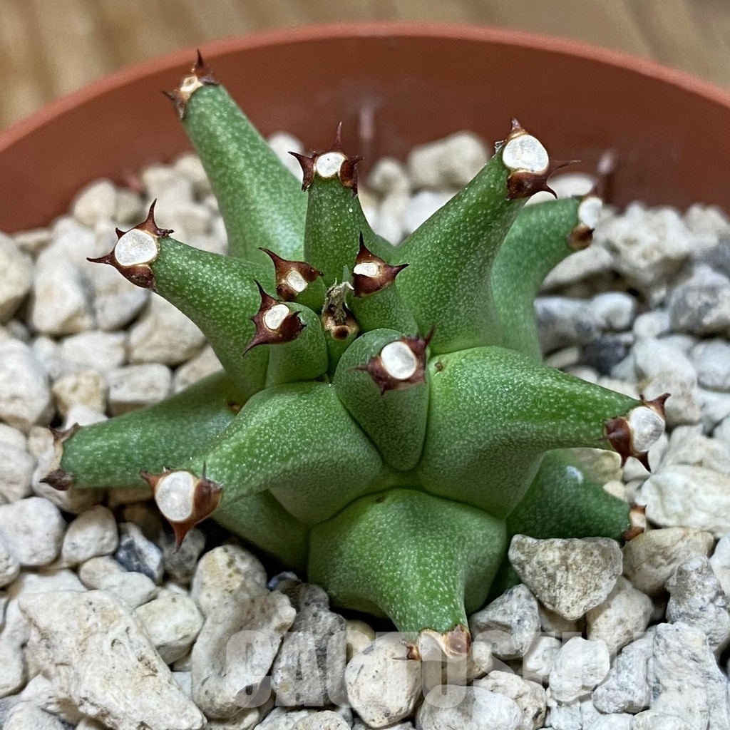 SH33725 Monadenium schubei ES 20190