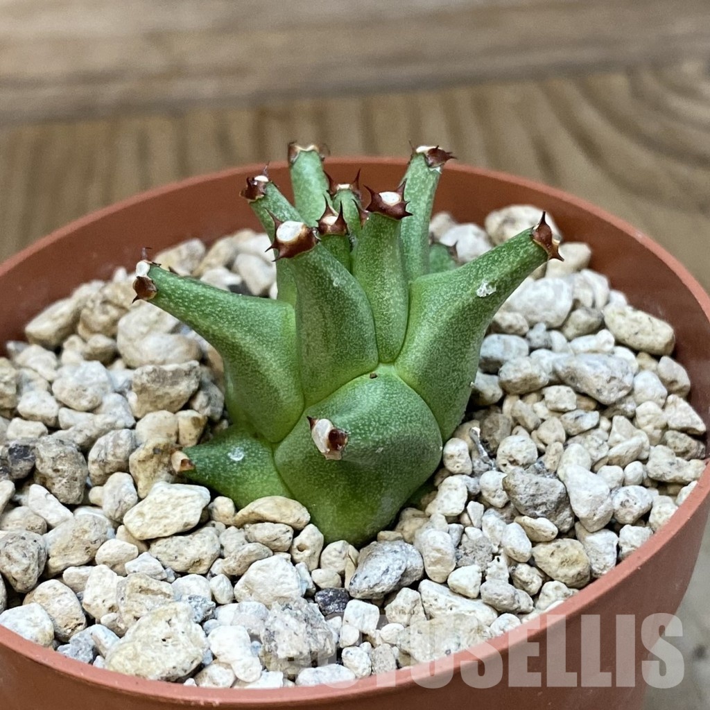 SH33725 Monadenium schubei ES 20190 - Image 2