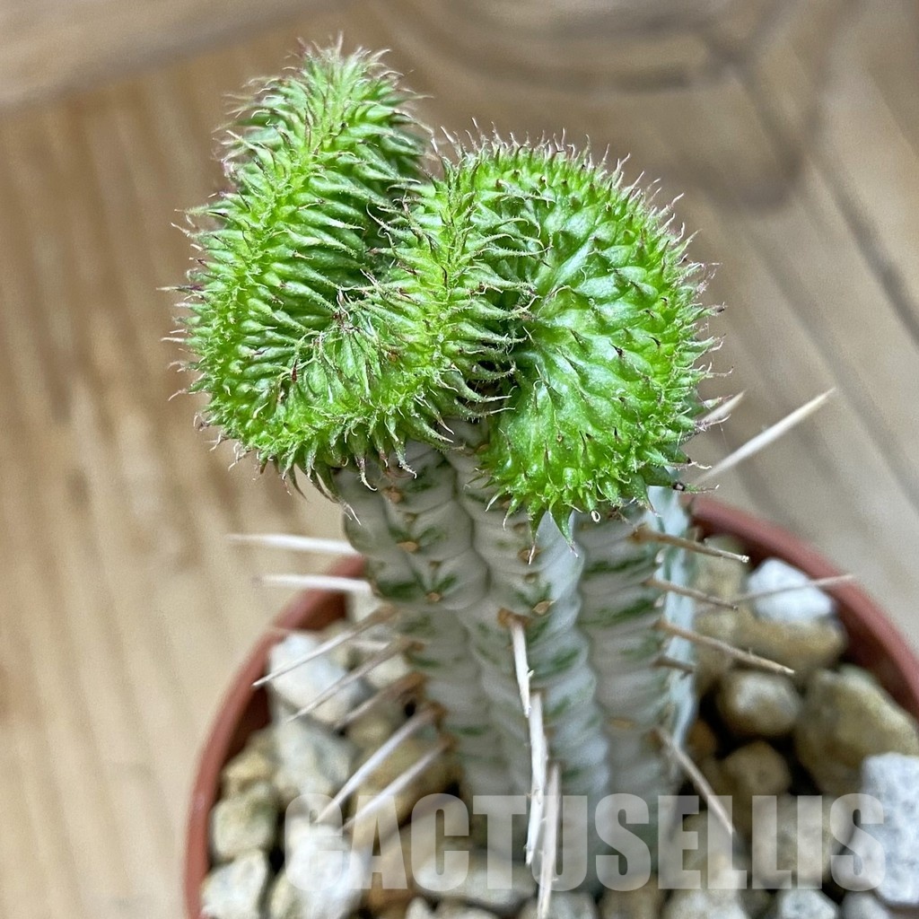 SH33726 Euphorbia susannae f. cristata, grafted