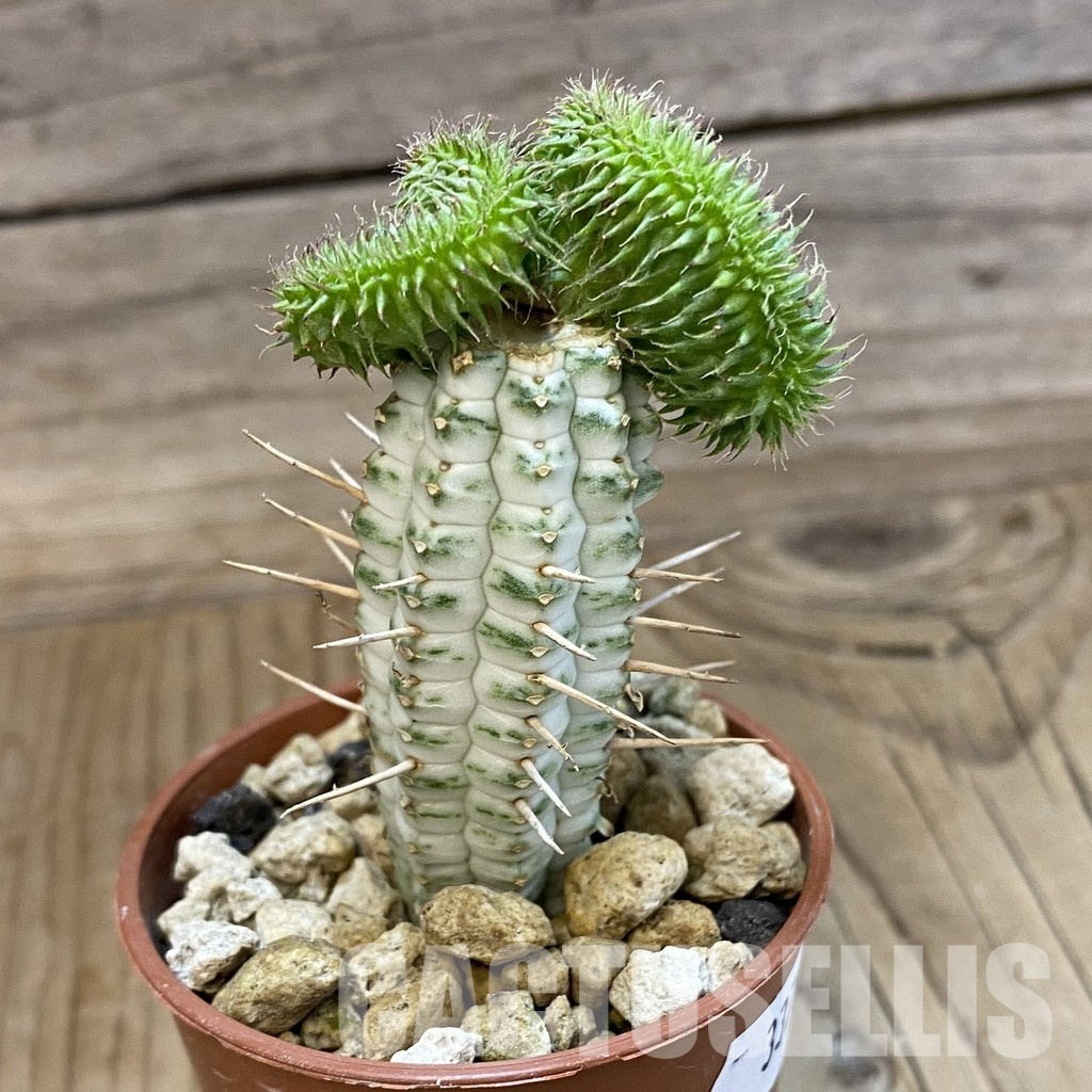 SH33726 Euphorbia susannae f. cristata, grafted - Image 2