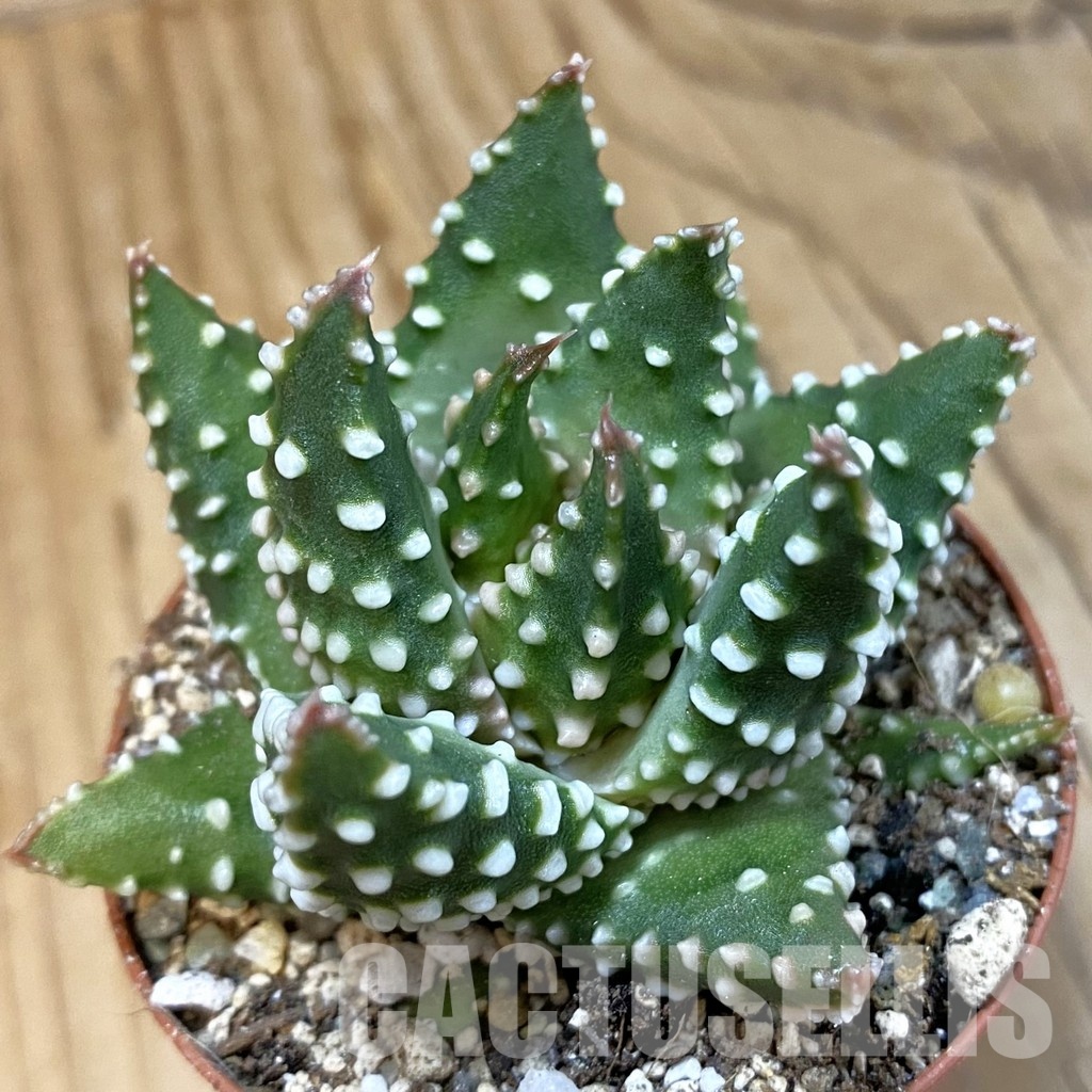 SH33729 Haworthia pumila -Japan-, compact form