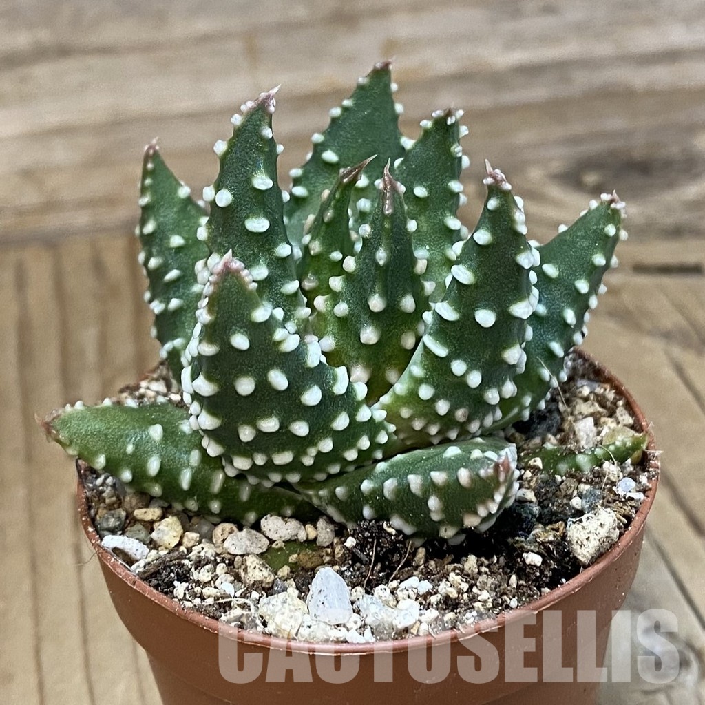 SH33729 Haworthia pumila -Japan-, compact form - Image 2