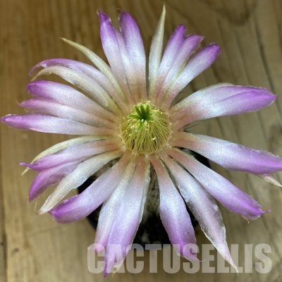 SH33730 Echinocereus reichenbachii v. albispinus