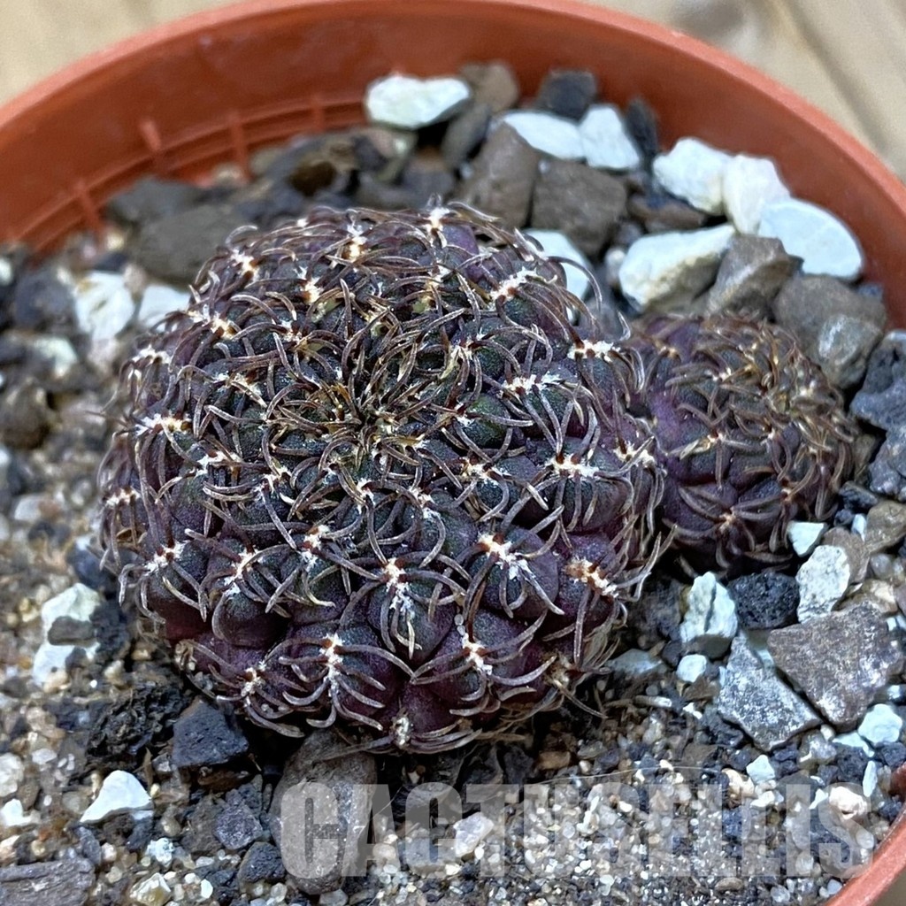 SH33741 Rebutia pulchra VS 416