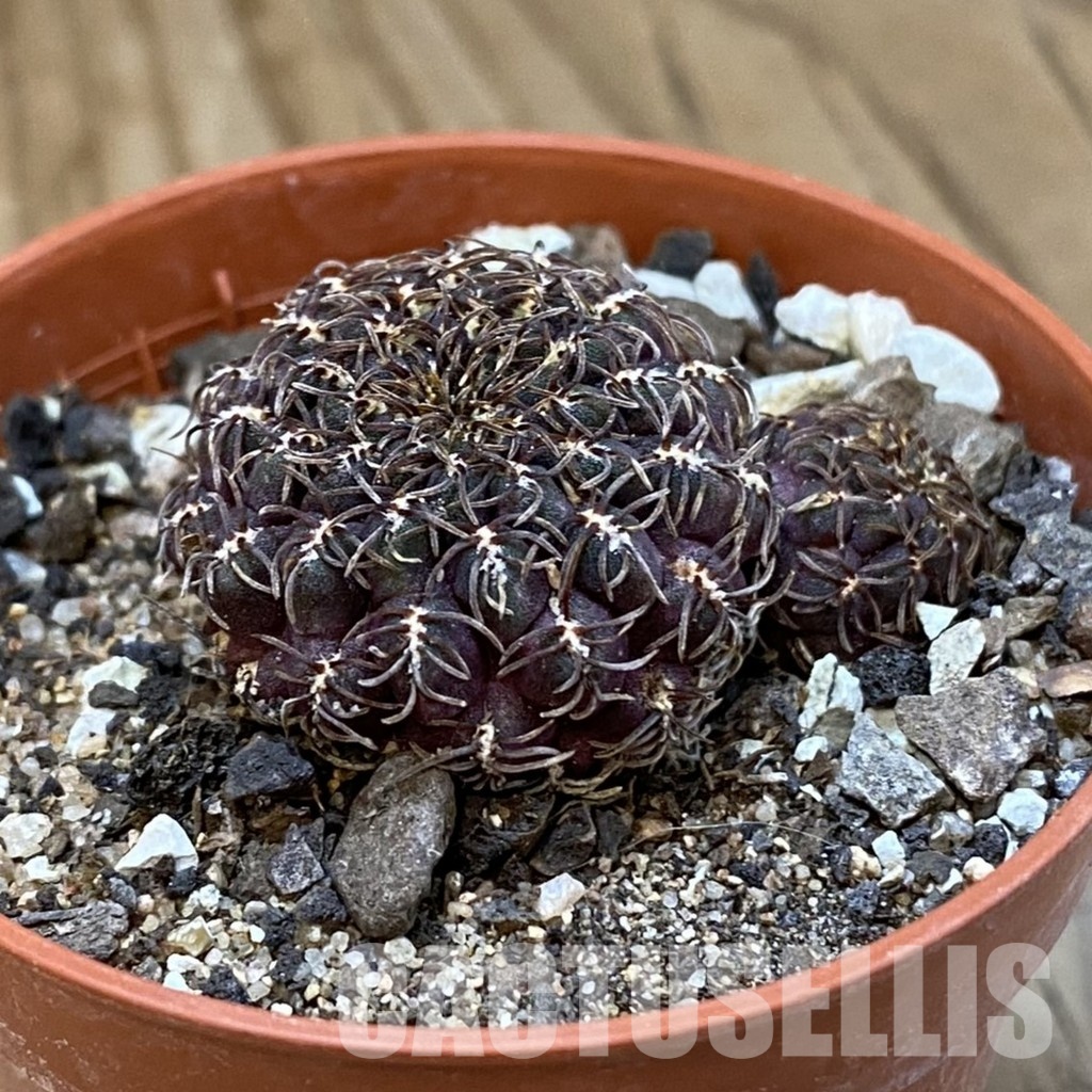 SH33741 Rebutia pulchra VS 416 - Image 2