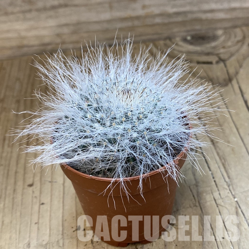 SH33742 Mammillaria hahniana - Image 2