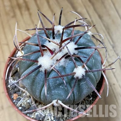 SH33745 Echinocactus horizonthalonius, La Appies