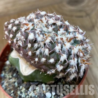 SH33680 Gymnocalycium spegazzinii v. unguispinum f. cristata, grafted