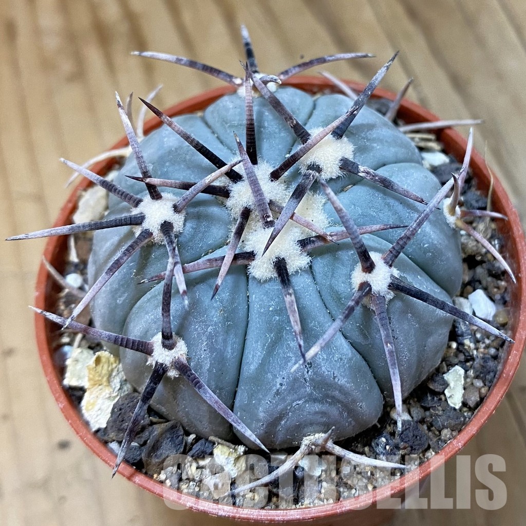 SH33746 Echinocactus horizonthalonius KMR 22