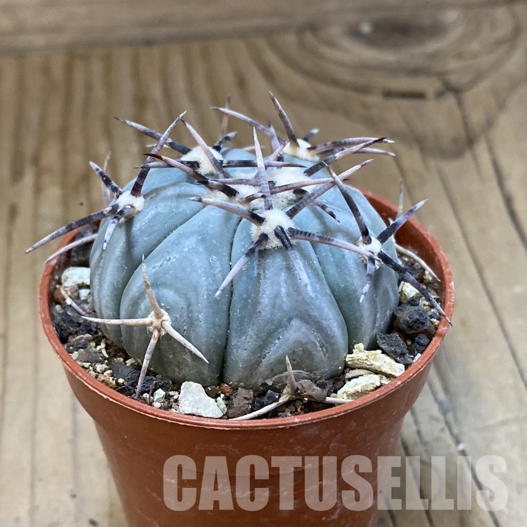 SH33746 Echinocactus horizonthalonius KMR 22 - Image 2