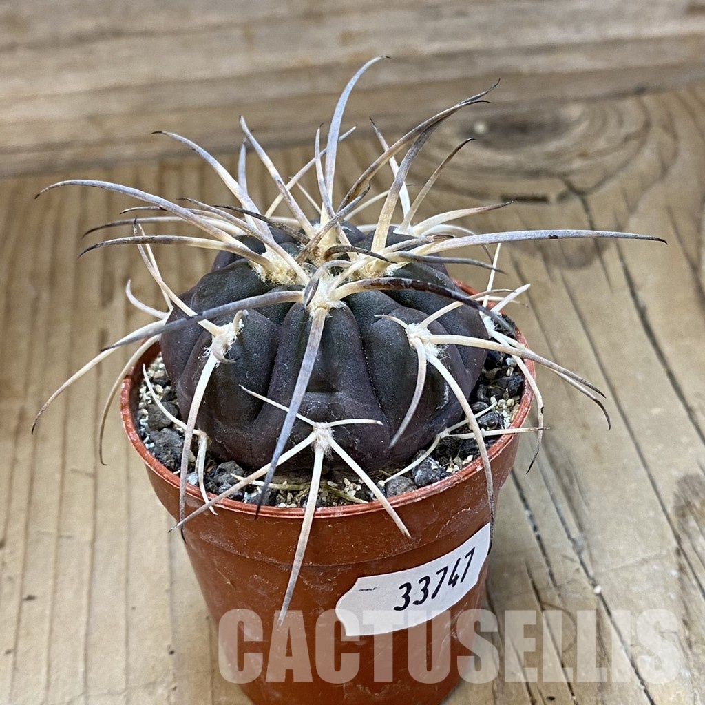 SH33747 Gymnocalycium spegazzinii VS 120 -Capillitas- - Image 2