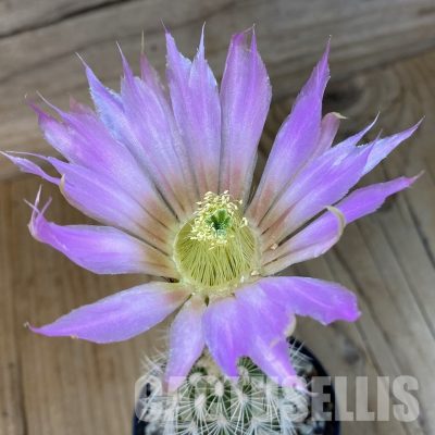 SH33682 Echinocereus reichenbachii
