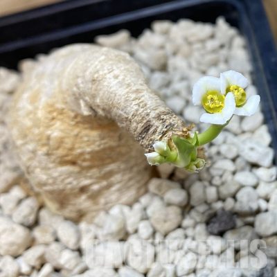 SH33693 Euphorbia primulifolia