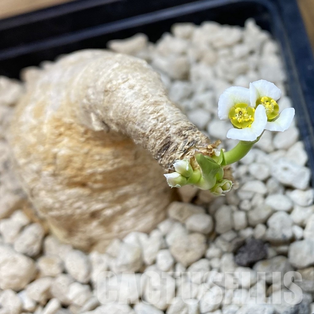 SH33693 Euphorbia primulifolia
