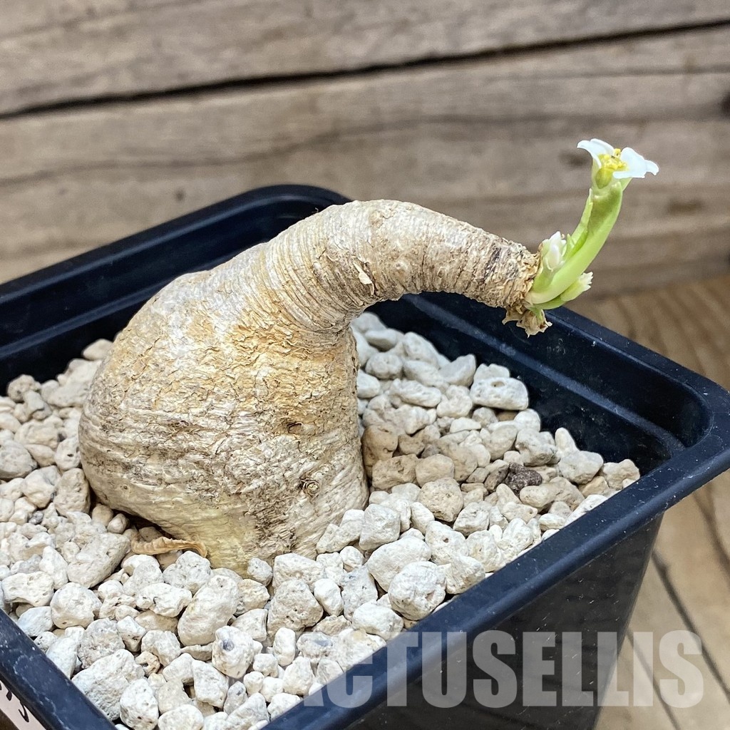 SH33693 Euphorbia primulifolia - Image 2