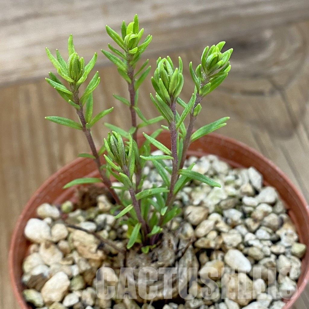 SH33694 Aeollanthus subacaulis v. linearis ES 20368