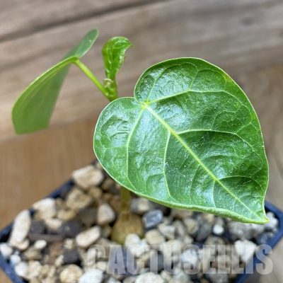 SH33701 Ficus grenei antanandre