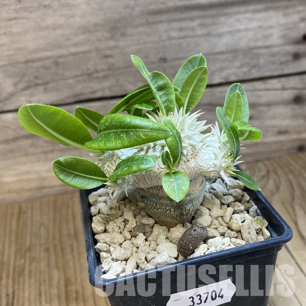 SH33704 Pachypodium brevicaule, grafted - Image 2