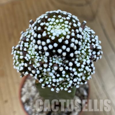 SH33795 Mammillaria luethyi, grafted