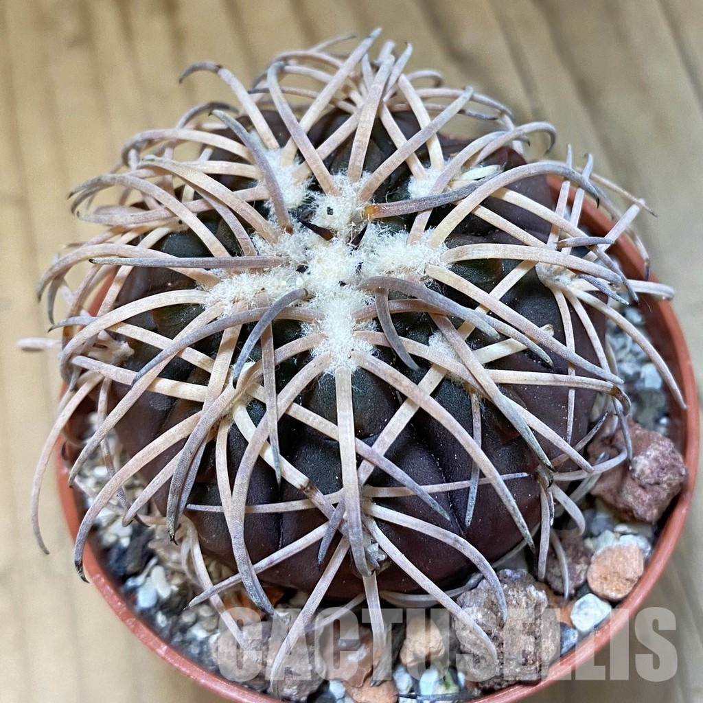SH33798 Gymnocalycium spegazzinii v. punillense