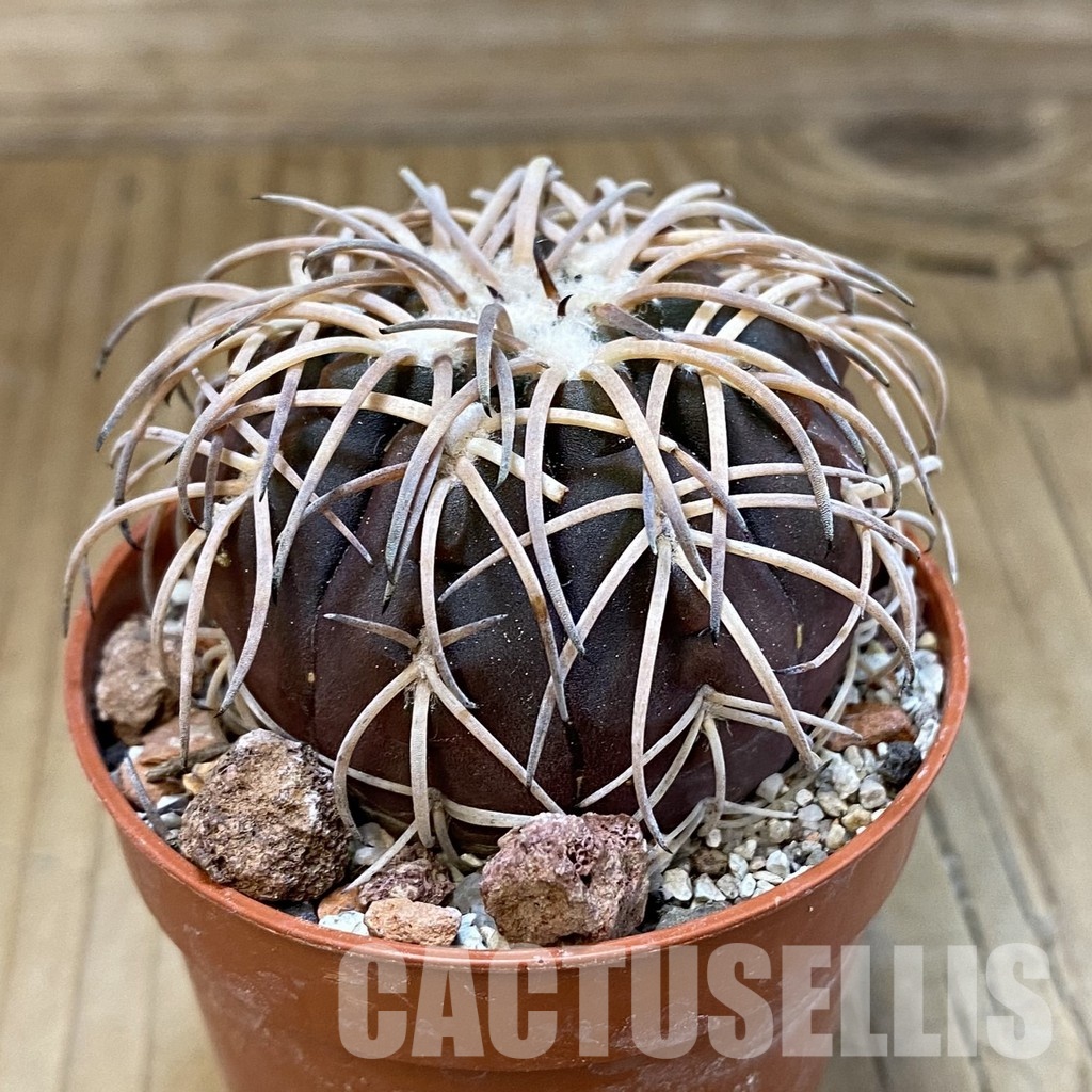 SH33798 Gymnocalycium spegazzinii v. punillense - Image 2