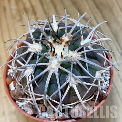 SH33799 Gymnocalycium spegazzinii TOM 06-81/1