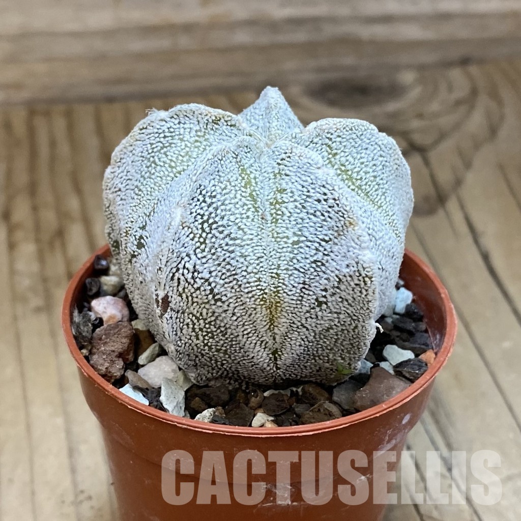 SH33754 Astrophytum coahuilense hybrid - Image 2